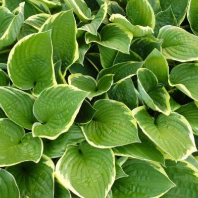 Хоста Aureomarginata (корневище)