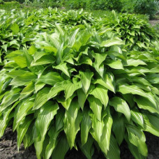 Хоста Lancifolia (ланцетолистная) / ЗКС