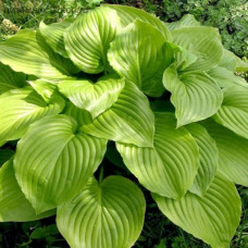 Хоста Ovata (Овата) / корневище