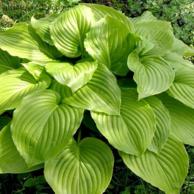 Хоста Ovata (Овата) / корневище
