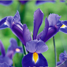 Ирис Hollandica Valentine (2 шт.)