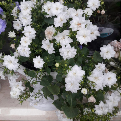 Кампанула Double White (Дабл Вайт) / ЗКС