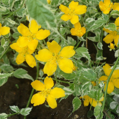 Керрія японська Варієгата (Variegata) / ЗКС