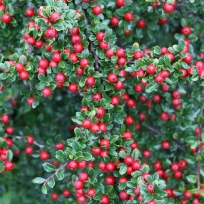 Кизильник Ейхольц (ЗКС, p9)