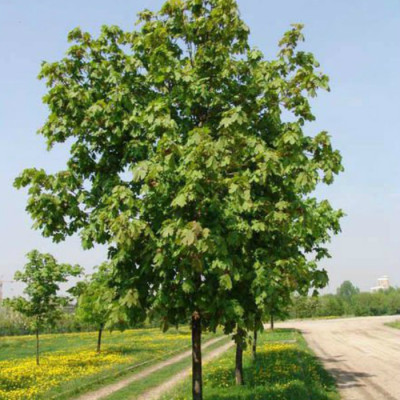 Клен платонавидний (Acer platanoides) / 1,5 м.