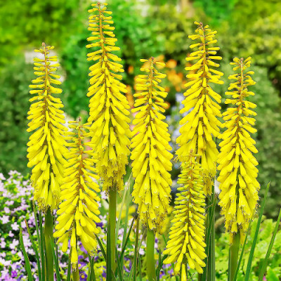 Кніфофія Sunningdale Yellow / кореневище
