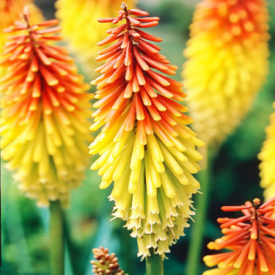 Кніфофія Uvaria Grandiflora / кореневище