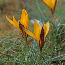 Крокус Angustifolius / 3 шт.