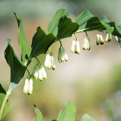 Купина багатоквіткова Multiflorum  (кореневище)