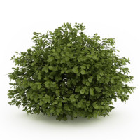 Декоративные кустарники