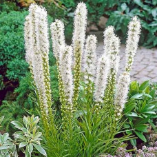 Лиатрис Floristan Weiss 10/12 (1 шт)