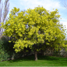 Мимоза Acacia Dealbata (15 см, ЗКС)