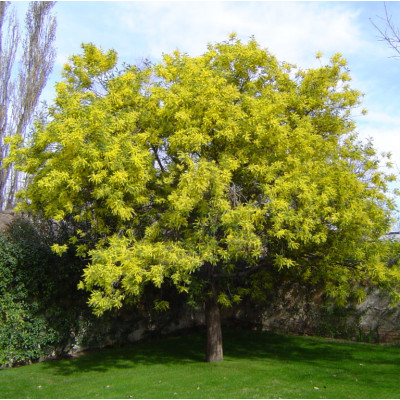 Мимоза Acacia Dealbata