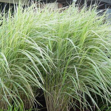 Міскантус Variegatus (Варігатус) / кореневище Міскантус Variegatus (Варігатус) / кореневище
