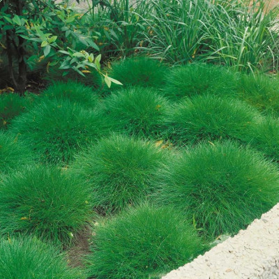 Костриця Готьє (Festuca gautieri) / ЗКС