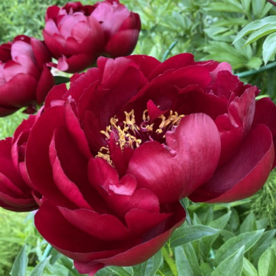 Півонія Трав'яниста Buckeye Belle (Бакай Белл) кореневище