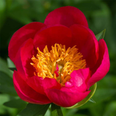 Півонія Трав'яниста Flame (кореневище)