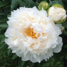Півонія Трав'яниста Gardenia (Гарденія) кореневище