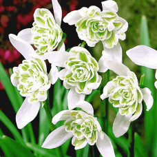 Подснежник Flore Pleno (2 шт.)