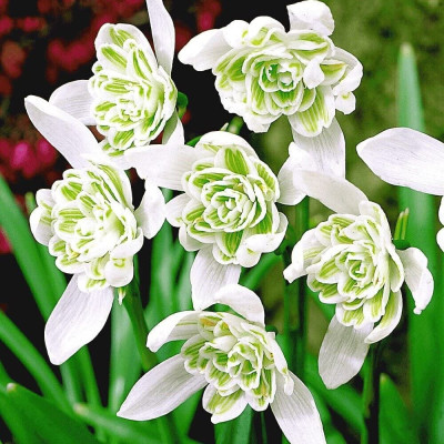 Подснежник Flore Pleno