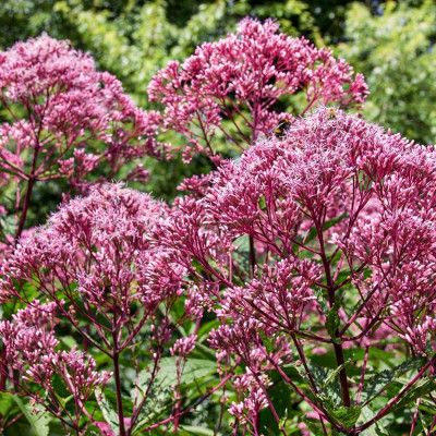 Сідач Atropurpureum (кореневище)