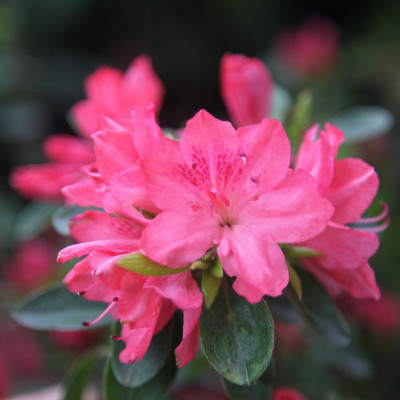 Рододендрон Blaauw's Pink (Блаувс Пинк)