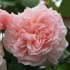 Плетистая роза Розе де Толбиак (Rose de Tolbiac)