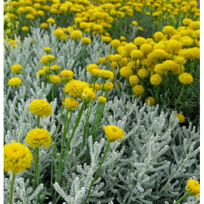 Сантоліна срібляста 2 шт. (ВКС)