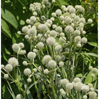 Синеголовник юкколистный Yuccifolium