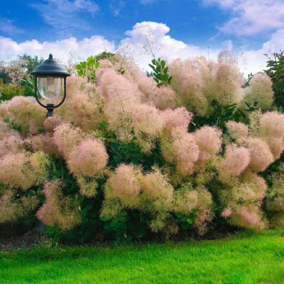 Скумпія звичайна (ЗКС, горщик 5 л.)