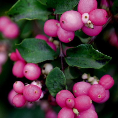 СніжноягідникMagic Berry (Меджик Беррі)