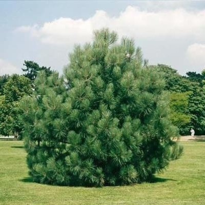 Сосна Кримська Pinus / ЗКС, 15 см