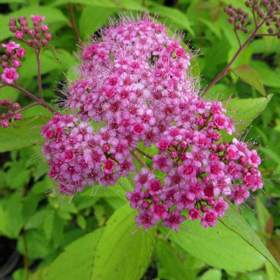 Спірея Macrophylla (Макрофіла) / ЗКС