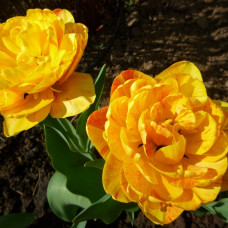 Тюльпани Double Beauty of Apeldoorn ( 3 шт.)