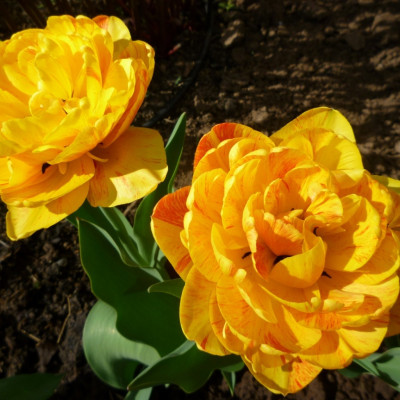 Тюльпаны Double Beauty of Apeldoorn (3 шт.)