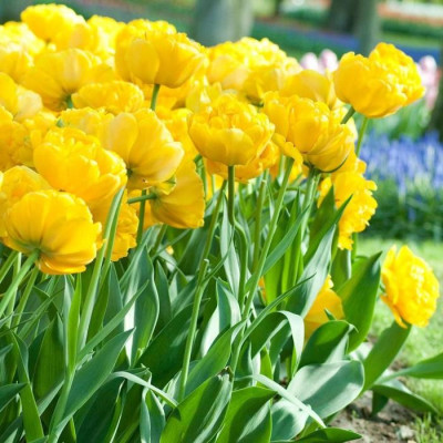 Тюльпани Yellow Pomponette (3 шт.)