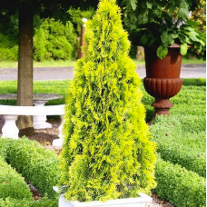 Туя Piramidalis Aurea (Пирамидалис Ауреа) / 15-20 см / ЗКС