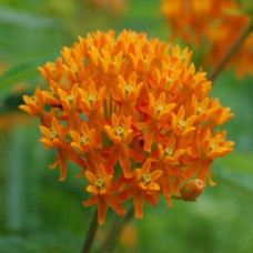 Ваточник Tuberosa