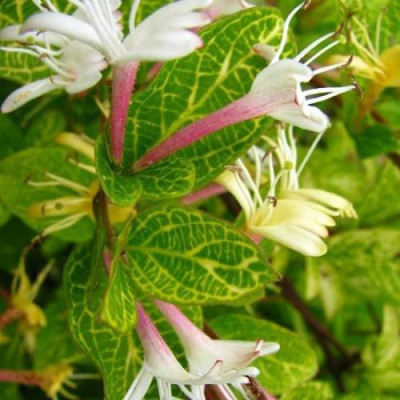 Жимолость японська Aureoreticulata