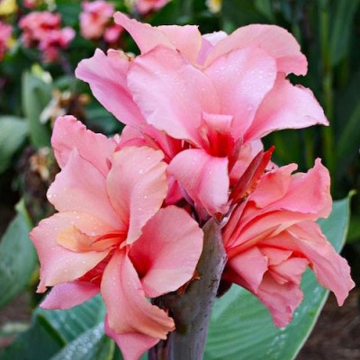 Канна Chinese Coral