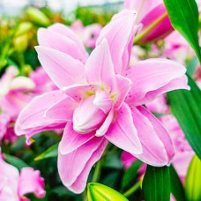 Лилия Lotus Spring