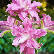 Лилия Lotus Joy