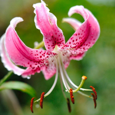 Лілія Speciosum Var Rubrum Uchida