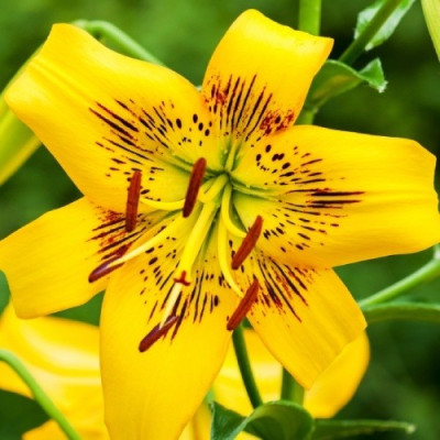 Лілія Yellow Bruse