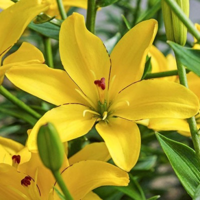 Лілія Yellow Cocotte