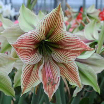 Амариліc Exotic Star (Екзотик Стар)