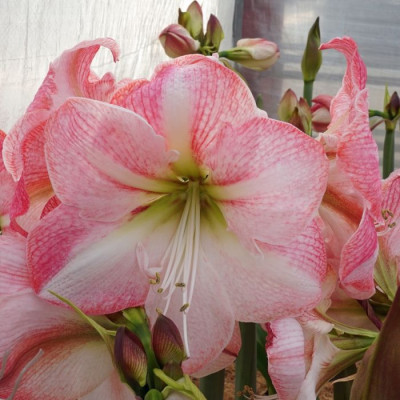 Амариліc Blossom Grandise