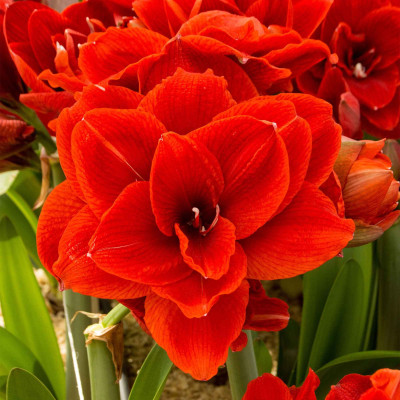 Амариліс Dubbelbloemig Rood