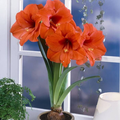 Амариліс Orange Souvereign (Оранж Соверен)