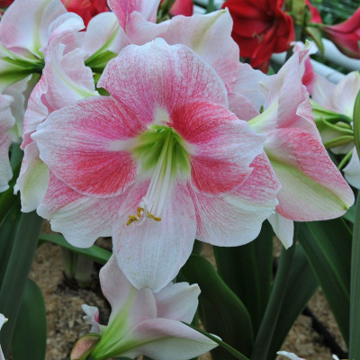 Амариліc Rosy Star (Розі Стар)